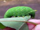 Laothoe_populi_larva_poppelikiitaja_toukka_IMG_2526.JPG