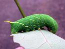 Laothoe_populi_larva_poppelikiitaja_toukka_IMG_2527.JPG