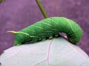 Laothoe_populi_larva_poppelikiitaja_toukka_IMG_2528.JPG