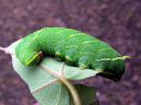 Laothoe_populi_larva_poppelikiitaja_toukka_IMG_2529.JPG