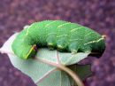 Laothoe_populi_larva_poppelikiitaja_toukka_IMG_2530.JPG