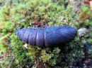 Tiedostonimi=Laothoe_populi_pupa_poppelikiitaja_kotelo_IMG_2931.jpg
Tiedostokoko=94kt
Koko=600x450
Lisätty=23.04.2020 Laothoe_populi_pupa_poppelikiitaja_kotelo_IMG_2931.jpg