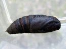 Laothoe_populi_pupa_poppelikiitaja_kotelo_IMG_5005.JPG