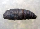 Laothoe_populi_pupa_poppelikiitaja_kotelo_IMG_5541.JPG