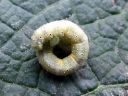 Larentia_clavaria_malvamittari_larva_toukka_IMG_3811.JPG