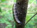 Lasiocampa_quercus_larva_tammikehraaja_toukka_IMG_0078.JPG