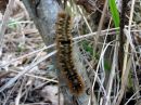 Lasiocampa_quercus_larva_tammikehraaja_toukka_IMG_0119.JPG