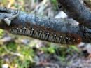 Lasiocampa_quercus_larva_tammikehraaja_toukka_IMG_0127.JPG