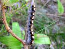 Lasiocampa_quercus_larva_tammikehraaja_toukka_IMG_0131.JPG