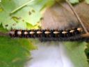 Lasiocampa_quercus_larva_tammikehraaja_toukka_IMG_0552.JPG