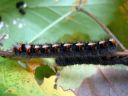 Lasiocampa_quercus_larva_tammikehraaja_toukka_IMG_0553.JPG