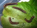 Lasiocampa_quercus_larva_tammikehraaja_toukka_IMG_1682.JPG