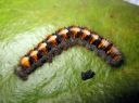 Lasiocampa_quercus_larva_tammikehraaja_toukka_IMG_1685.JPG