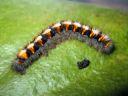 Lasiocampa_quercus_larva_tammikehraaja_toukka_IMG_1686.JPG