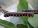 Lasiocampa_quercus_larva_tammikehraaja_toukka_IMG_4700.JPG