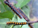 Lasiocampa_quercus_larva_tammikehraaja_toukka_IMG_4703.JPG