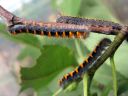 Lasiocampa_quercus_larva_tammikehraaja_toukka_IMG_4707.JPG