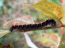 Lasiocampa_quercus_larva_tammikehraaja_toukka_IMG_6165.JPG