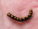 Lasiocampa_quercus_larva_tammikehraaja_toukka_IMG_6176.JPG