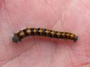 Lasiocampa_quercus_larva_tammikehraaja_toukka_IMG_6179.JPG