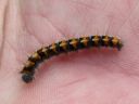 Lasiocampa_quercus_larva_tammikehraaja_toukka_IMG_6180.JPG