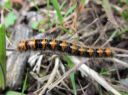 Lasiocampa_quercus_larva_tammikehraaja_toukka_IMG_6199.JPG