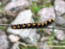 Lasiocampa_quercus_larva_tammikehraaja_toukka_IMG_6203.JPG