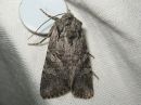 Tiedostonimi=Lasionycta_proxima_harmokirjoyokkonen_IMG_4164.jpg
Tiedostokoko=68kt
Koko=600x450
Lisätty=19.06.2016 Lasionycta_proxima_harmokirjoyokkonen_IMG_4164.jpg