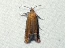 Lathronympha_strigana_kuismakaariainen_IMG_0114.jpg