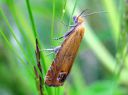 Lathronympha_strigana_kuismakaariainen_IMG_6586.JPG