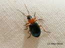 Lebia_chlorocephala_vihertyppykiitajainen_17_3_2015.jpg