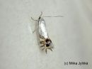 Leucoptera_malifoliella_pihlajaryhakoi_26_6_2017.jpg