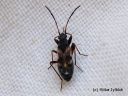 Ligyrocoris_sylvestris_kurelude_12_7_2014.jpg