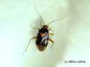 Liocoris_tripustulatus_nokkoslude_31_5_2017.jpg