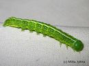 Lithophane_socia_larva_ruskopuuyokkonen_toukka_16_6_2015_28229.jpg