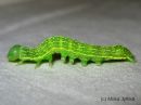 Lithophane_socia_larva_ruskopuuyokkonen_toukka_16_6_2015_28429.jpg