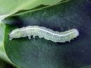 Lithophane_socia_larva_ruskopuuyokkonen_toukka_IMG_1551.jpg