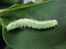 Lithophane_socia_larva_ruskopuuyokkonen_toukka_IMG_1555.jpg