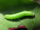 Lithophane_socia_larva_ruskopuuyokkonen_toukka_IMG_1761.jpg