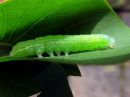 Lithophane_socia_larva_ruskopuuyokkonen_toukka_IMG_1762.jpg