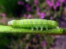 Lithophane_socia_larva_ruskopuuyokkonen_toukka_IMG_1763.jpg