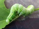 Lithophane_socia_larva_ruskopuuyokkonen_toukka_IMG_2235.jpg