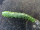 Lithophane_socia_larva_ruskopuuyokkonen_toukka_IMG_2247.jpg