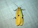 Tiedostonimi=Lithosia_quadra_female_isokeltasiipi_naaras_IMG_4220.jpg
Tiedostokoko=104kt
Koko=600x450
Lisätty=26.04.2016 Lithosia_quadra_female_isokeltasiipi_naaras_IMG_4220.jpg
