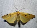 Tiedostonimi=Lithosia_quadra_female_isokeltasiipi_naaras_IMG_9986.jpg
Tiedostokoko=112kt
Koko=600x450
Lisätty=27.12.2019 Lithosia_quadra_female_isokeltasiipi_naaras_IMG_9986.jpg