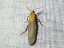 Tiedostonimi=Lithosia_quadra_male_isokeltasiipi_koiras_IMG_0254.jpg
Tiedostokoko=120kt
Koko=600x450
Lisätty=27.12.2019 Lithosia_quadra_male_isokeltasiipi_koiras_IMG_0254.jpg