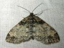 Lobophora_halterata_harmoliuskamittari_IMG_3528.JPG