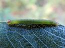 Lomaspilis_marginata_larva_reunustaplamittari_toukka_IMG_2428.jpg