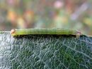 Tiedostonimi=Lomaspilis_marginata_larva_reunustaplamittari_toukka_IMG_2429.jpg
Tiedostokoko=89kt
Koko=600x450
Lisätty=30.04.2020 Lomaspilis_marginata_larva_reunustaplamittari_toukka_IMG_2429.jpg