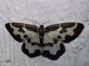Tiedostonimi=Lomaspilis_marginata_reunustaplamittari_IMG_2354.jpg
Tiedostokoko=67kt
Koko=600x450
Lisätty=10.03.2019 Lomaspilis_marginata_reunustaplamittari_IMG_2354.jpg